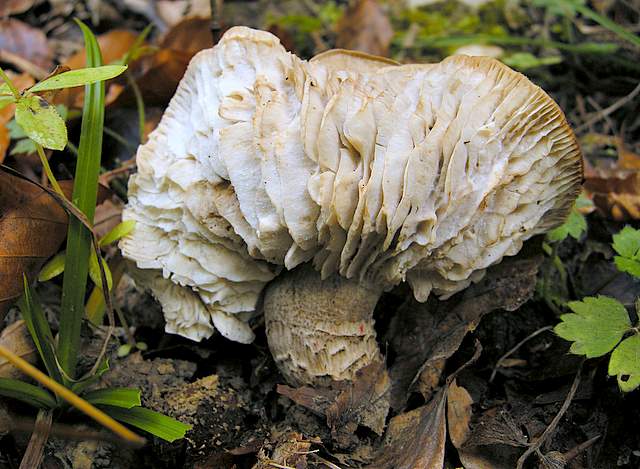 La grande siccita''....ma qui i funghi spuntano lo stesso !